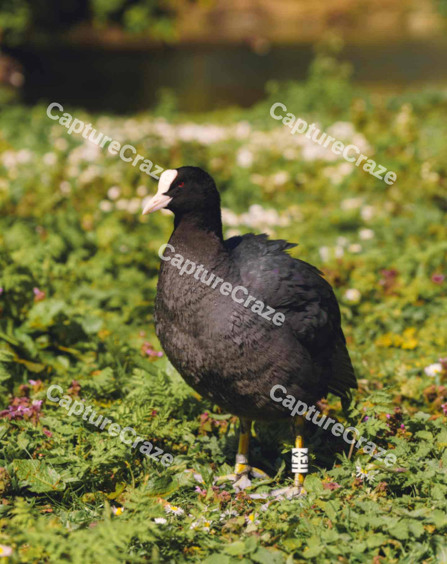 Eurasion Coot (Variation)